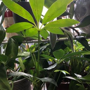 Meet your Posher, Kaia